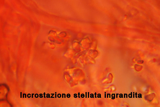 Skeletocutis vulgaris (Fries) Niemel & Y.C. Dai